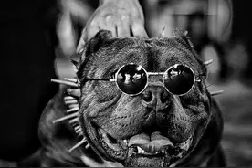 战斗力秒杀美国斗牛梗和斯塔福郡梗犬的终极猛兽美国恶霸犬图片