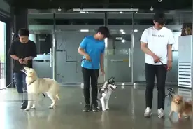 狗缘特别好？出门经常碰到狗狗和你打招呼？其实这是有原因的！视频封面