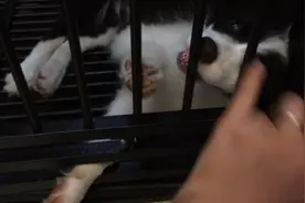 狗狗趴着跟主人玩闹，龇牙咧嘴示威，铲屎的真不考虑放我出去吗图片