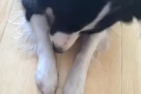 狗狗不喜欢眼镜，但也不舍得还给主人，狗狗表情瞬间纠结图片