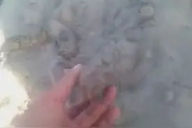 实拍非洲人挖掘肺鱼，绝对干旱，震撼！图片