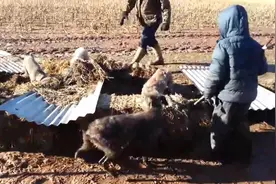 主人带狗狗清理地里的老鼠，主人负责翻地，狗狗围追堵截，太嗨了图片