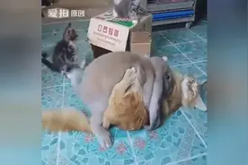 猫被兔子给污了 终于知道为什么叫流氓兔了图片