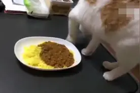主人辛辛苦苦做了份咖哩饭，结果家里的猫以为是屎，非要埋起来！
