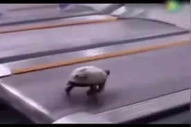 是谁告诉我乌龟跑得慢的，给我出来！视频封面