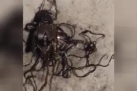 实拍：蟑螂身体内的寄生虫图片