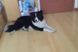 心机大边牧，不止装作听不懂主人指令，还把玩具推下去就是不捡图片