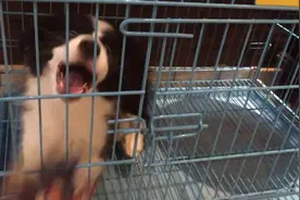 主人和狗狗玩拔河比赛，没想到狗狗一点都没放水，铲屎的弱爆了图片