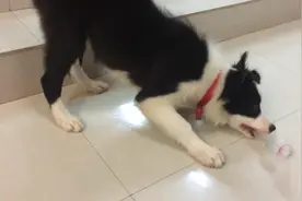 就因为一片西瓜，小边牧就把玩具扔在一旁，被主人骗进笼子里了图片