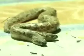 印度发现一只罕见的双头巨蟒视频封面