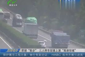 肥猪高速上悠闲“散步”   三人停车捉猪上演“高速惊魂”图片