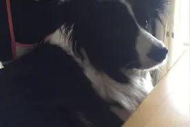 主人吃饭故意引诱边牧，把狗狗馋的自我催眠，我看不见也闻不到图片