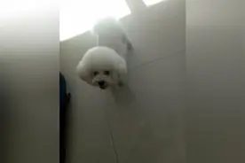 会捡垃圾的狗狗，以后家里的卫生全靠它了图片