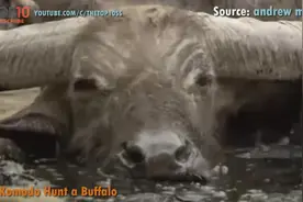 剧毒科莫多巨蜥捕猎合集，一头牛就这样轻松放倒了！据说没有天敌图片