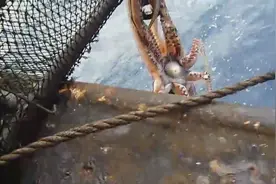 实拍渔船深海钓巨型鱿鱼！图片