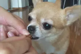 听到主人说不能再吃了，狗狗一脸懵逼，刚刚不是喂得好好的嘛图片