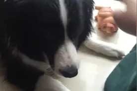 超害怕猪猪玩具的边牧，为了主人，努力下定决心要克服住恐惧图片