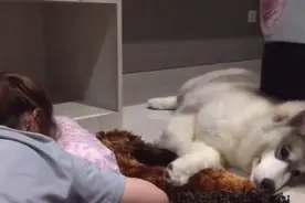 妈妈趴枕头上装哭，爱犬竟一旁默默地陪她哭并满脸的担忧，好暖心图片