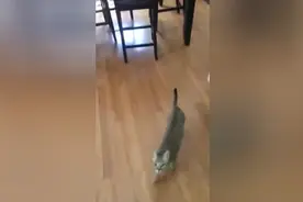 一只听着“摇篮曲”长大的猫，每次听到主人唱歌都会扑到主人怀里图片