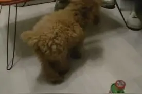 泰迪犬见白酒猛喝，下肚之后彻底懵逼！太搞笑啦