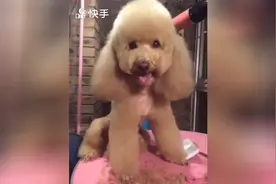 刚给狗狗修剪完，臭美得不停吐舌头扮鬼脸！萌翻了！图片