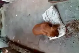 可爱小腊肠狗，已经被主人玩坏了视频封面