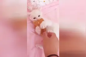 你们有没有看过这么凶的猫图片