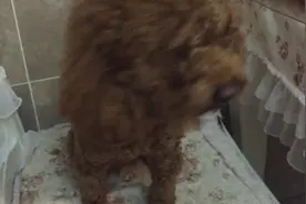 桌子上有碗面条，被小泰迪发现，这味道馋死汪了，主人快喂我图片