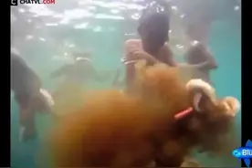 潜水抓章鱼，章鱼一阵墨汁乱喷，浅海能抓到这么大的章鱼，真爽图片