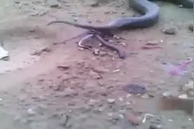 大蛇生小蛇，场面太吓人，第一次见！视频封面