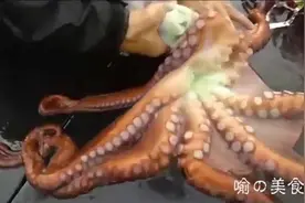 日本渔夫手撕活章鱼，都没内脏了还能爬着跑图片