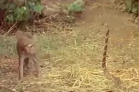 猴子大战眼镜蛇，前所未见的战斗，看谁的速度更牛？视频封面