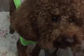 泰迪见主人吃好吃的，可怜兮兮求喂食，没想到还是被主人给耍了图片
