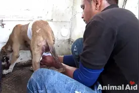 狗狗被火车轧断一条腿，获救几个月后它的样子让人感动不已！图片