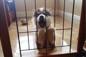 主人把哈士奇宝宝隔离饲养，小哈向主人嚎叫示威，这叫声萌翻了！图片