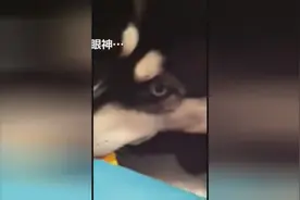 哈士奇其实是心机汪，聪明的很！哪有狗敢这么跟主人顶嘴的图片