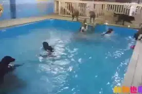 如何帮助狗狗解暑度过炎热的夏天视频封面
