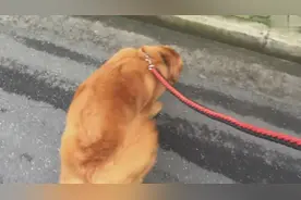 金毛表示自己遛自己，感觉特别爽，没想到被主人一牵就立即走不动图片