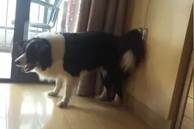 超爱和主人玩抢玩具游戏，心机边牧，是想和主人比谁的反应更快吗图片