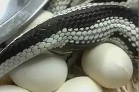 蛇蛋居然是这样生出来的！