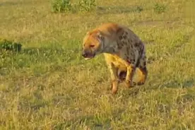胆大鬣狗欲抢夺猎物，遭母狮群报复两腿受伤落荒而逃图片