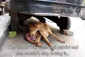 可怜的狗狗一直在舔着自己那里，看到的人都为它揪心