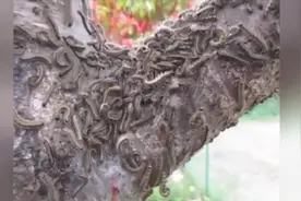 树上密密麻麻都是毛毛虫，敌敌畏一喷全死光，看你们怎么车珠子视频封面