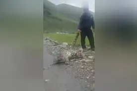 雪豹因捕杀羊群遭村民活捉 西藏牧民抓住它的尾巴图片
