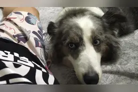 狗狗超级享受主人给他做的“眼保健操”，一停下来，就各种不高兴图片