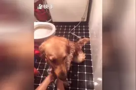帮外甥家的金毛洗澡，久久不见，狗狗又瘦了。图片