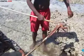 男子在退潮后去海边找章鱼，抓章鱼也需要技术，看着太爽了！图片