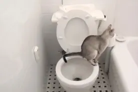 别人的猫咪会自己上厕所完了还会冲水，差距视频封面