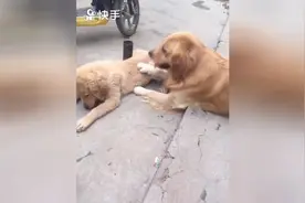 贪玩大狗想问小狗“借”玩具，小狗不理， 接下一幕让人笑翻了图片