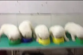 一窝不足月的萨摩耶幼犬，个个小圆球好可爱